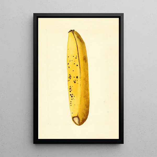 James Marion Shull - Musa.webp