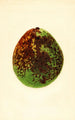 Persea Waldin - James Marion Shull — weergave van het kunstwerk