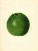 Persea Winslowson - James Marion Shull — weergave van het kunstwerk