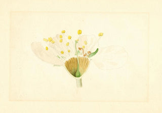 James Marion Shull - Prunus domestica Burbank.webp