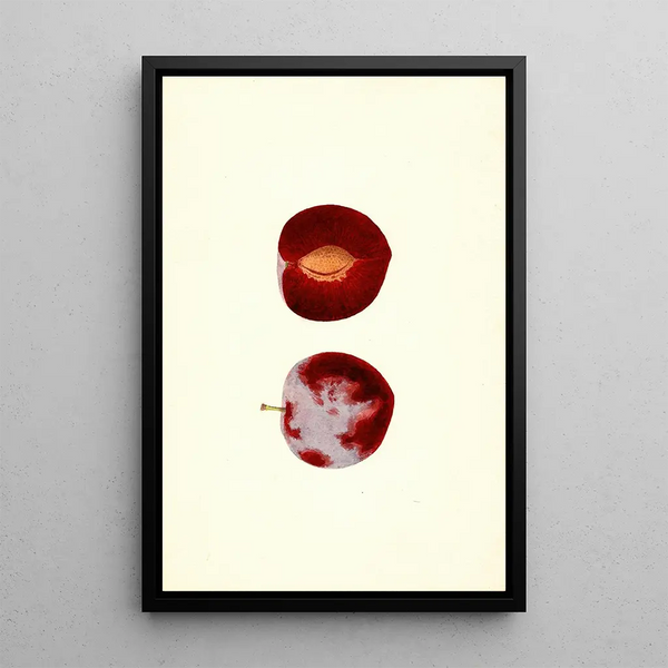 James Marion Shull - Prunus domestica Flaming Delicious.webp