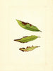 Prunus persica - James Marion Shull — artwork view