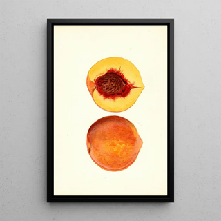 James Marion Shull - Prunus persica Shipper.webp