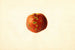 Prunus persica Sutler Cling - James Marion Shull — artwork view