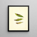 Prunus persica - James Marion Shull — framed artwork on a wall
