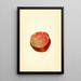 Punica granatum Wonderful - James Marion Shull — ingelijst kunstwerk aan de muur