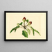 Pyrus communis - James Marion Shull — framed artwork on a wall