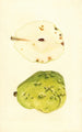 Pyrus communis Anjou - James Marion Shull — weergave van het kunstwerk