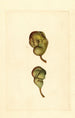 Pyrus communis Seckel - James Marion Shull — weergave van het kunstwerk