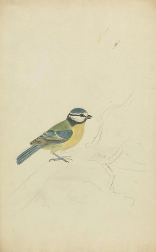 James Sowerby - A Blue Tit.webp