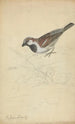 A House Sparrow - James Sowerby — artwork view