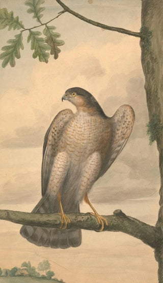 James Sowerby - Eurasian Sparrowhawk.webp