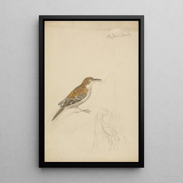 James Sowerby - Eurasian treecreeper.webp