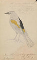 Cassique à ailes dorées - James Sowerby — artwork view