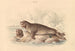 Sea Elephant Painting - James Stewart — artwork view