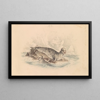 James Stewart - The Crested Seal.webp