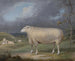 Een Border Leicester schaap - James Ward — weergave van het kunstwerk