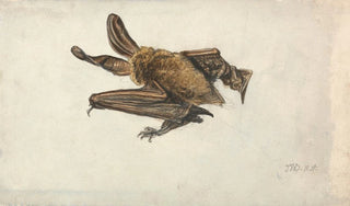 James Ward - A Brown longeared bat.webp