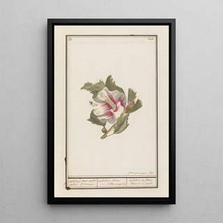 Jan Anton Garemyn - Hibiscus Hibiscus syriacus.webp