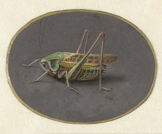 Jan Augustin van der Goes - Sprinkhaan.webp