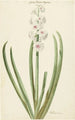 La jacinthe rose et blanche Gloria Florum Suprema - Jan Augustini — weergave van het kunstwerk