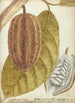 Cacao - Jan Brandes — weergave van het kunstwerk