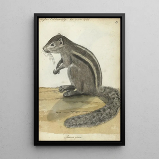 Jan Brandes - Ceylons eekhoorntje.webp