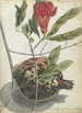 granaatappel en bloem - Jan Brandes — weergave van het kunstwerk