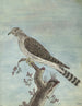Dutch Cuckoo Painting - Jan Brandes — artwork view