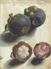 Mangoustan - Jan Brandes — weergave van het kunstwerk