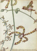 Fleur d'Inde orientale cambang matjang - Jan Brandes — weergave van het kunstwerk