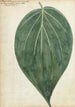 Feuille de bétel - Jan Brandes — weergave van het kunstwerk
