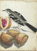 Bergeronnette avec fruits - Jan Brandes — weergave van het kunstwerk