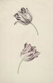 Twee witte en rode tulpen - Jan Jansz van der Vinne — weergave van het kunstwerk