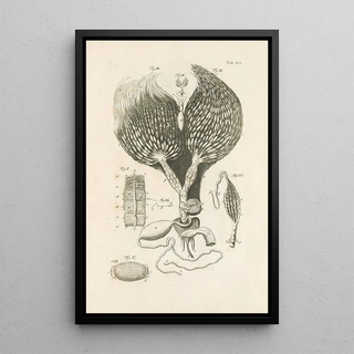 Jan Swammerdam - The book of nature or The history of insects Pl19.webp