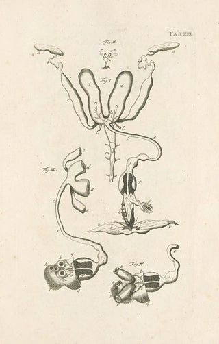 Jan Swammerdam - The book of nature or The history of insects Pl21.webp