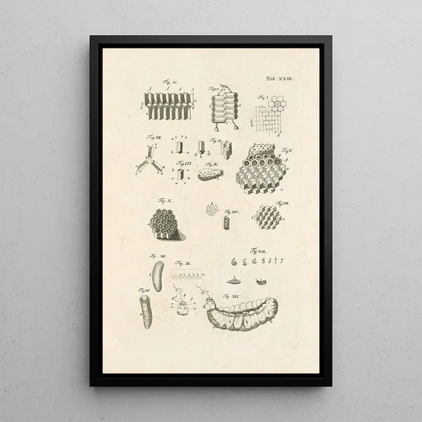 Jan Swammerdam - The book of nature or The history of insects Pl23.webp