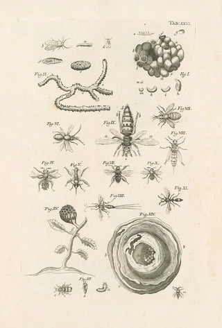 Jan Swammerdam - The book of nature or The history of insects Pl26.webp