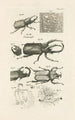 L: Kunstdruk van het boek van de natuur of De geschiedenis van de insecten Pl30 - Jan Swammerdam — weergave van het kunstwerk