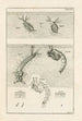 The Book of Nature or L'histoire des insectes Pl31 - Jan Swammerdam — artwork view