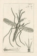 The Book of Nature or L'histoire des insectes Pl32 - Jan Swammerdam — artwork view
