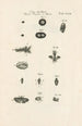 The Book of Nature or L'histoire des insectes Pl33 - Jan Swammerdam — artwork view