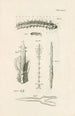 The Book of Nature or L'histoire des insectes Pl34 - Jan Swammerdam — artwork view
