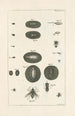 The Book of Nature or L'histoire des insectes Pl38 - Jan Swammerdam — artwork view