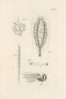 The Book of Nature or L'histoire des insectes Pl40 - Jan Swammerdam — artwork view