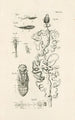 The Book of Nature or L'histoire des insectes Pl41 - Jan Swammerdam — artwork view