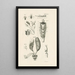 The Book of Nature or L'histoire des insectes Pl42 - Jan Swammerdam — framed artwork on a wall