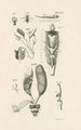 The Book of Nature or L'histoire des insectes Pl42 - Jan Swammerdam — artwork view