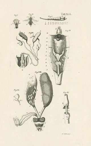 Jan Swammerdam - The book of nature or The history of insects Pl42.webp