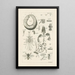 The Book of Nature or L'histoire des insectes Pl43 - Jan Swammerdam — framed artwork on a wall